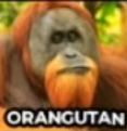 Orangutan — Chess Openings Ranking option 59