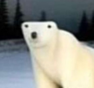 Zzzzz 1790198207polar Bear — The Blue Eyes Infection option 96