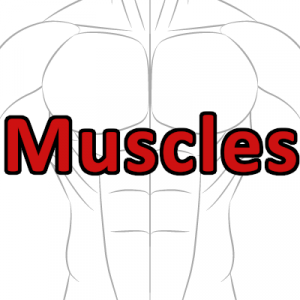 Muscles — H-Tag Tier List option 18