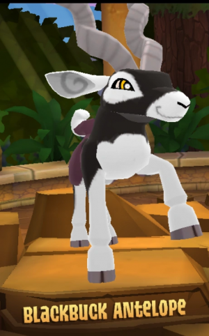 Blackbuck Antelope — Animal Jam Animals 2024 option 9