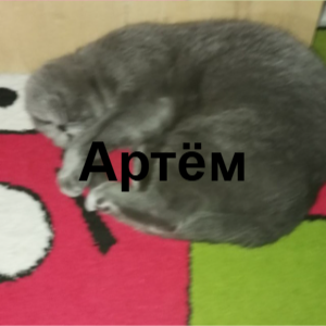 Zzzzz 1761070585image 0 — 9Б Ultimate Tirllist option 30
