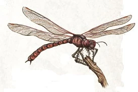 Zzzzz 1715392021meganeura — criaturas de la prehistoria option 398