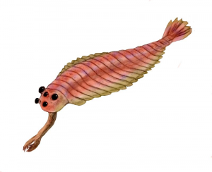 Zzzzz 1715392021opabinia — criaturas de la prehistoria option 404