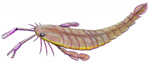 Zzzzz 1715392021pterygotus — criaturas de la prehistoria option 413