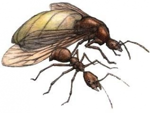 Zzzzz 1716049849titanomyrma — criaturas de la prehistoria option 448