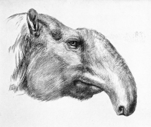 Zzzzz 1716256454brachycrus — criaturas de la prehistoria option 481