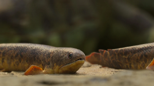 Zzzzz 1716516287strepsodus — criaturas de la prehistoria option 489