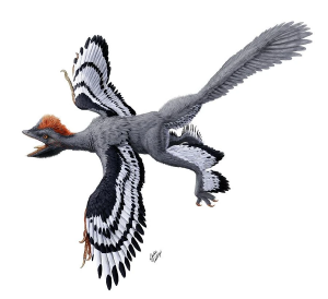 Zzzzz 1729743582anchiornis — criaturas de la prehistoria option 511