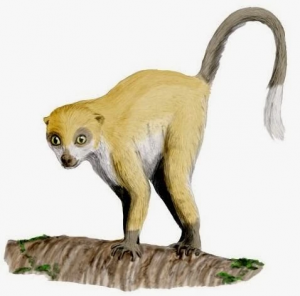 Zzzzz 1729743582darwinius — criaturas de la prehistoria option 518