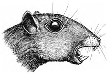 Zzzzz 1729743583nemegtbaatar — criaturas de la prehistoria option 516