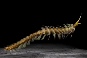 Zzzzz 1731529997burgessochaeta — criaturas de la prehistoria option 494