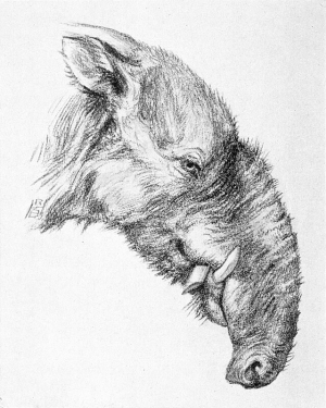 Zzzzz 1733557259astrapotherium — criaturas de la prehistoria option 534