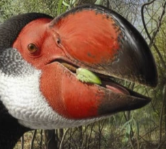 Zzzzz 1733557382dromornis — criaturas de la prehistoria option 548