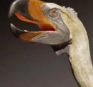 Zzzzz 1733557382paraphysornis — criaturas de la prehistoria option 550