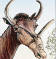 Zzzzz 1733557382syndioceras — criaturas de la prehistoria option 551