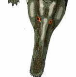 Zzzzz 1733877407collidosuchus — criaturas de la prehistoria option 569