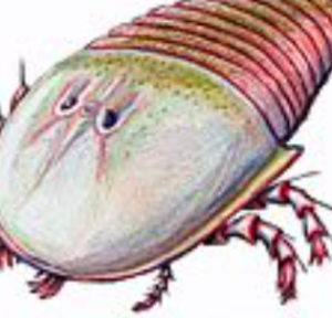 Zzzzz 1734992490campylocephalus — criaturas de la prehistoria option 556