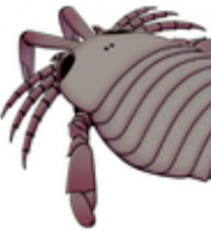 Zzzzz 1734992490ciurcopterus — criaturas de la prehistoria option 583