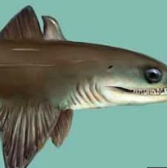 Zzzzz 1734992490cladoselache — criaturas de la prehistoria option 628