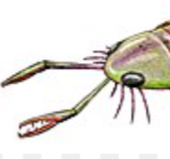 Zzzzz 1734992490erettoterus — criaturas de la prehistoria option 571