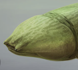 Zzzzz 1734992490heterosteus — criaturas de la prehistoria option 631