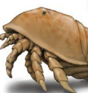 Zzzzz 1734992490hibbertopterus — criaturas de la prehistoria option 578