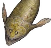 Zzzzz 1734992490panderichthys — criaturas de la prehistoria option 559