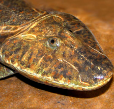Zzzzz 1734992490tiktaalik — criaturas de la prehistoria option 582