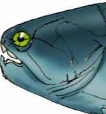 Zzzzz 1734992490westralichthys — criaturas de la prehistoria option 588