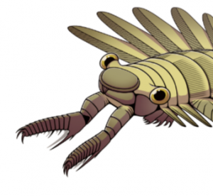 Zzzzz 1735447008amplectobelua — criaturas de la prehistoria option 576