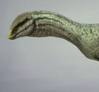 Zzzzz 1735447008sillosuchus — criaturas de la prehistoria option 598