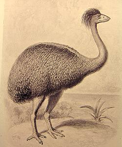 Zzzzz 1735789480aepyornis — criaturas de la prehistoria option 614