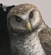Zzzzz 1735790360ornimegalonyx — criaturas de la prehistoria option 655