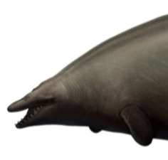 Zzzzz 1735790360perucetus — criaturas de la prehistoria option 617
