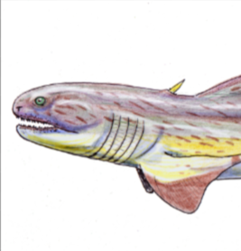 Zzzzz 1738526827lebachacanthus — criaturas de la prehistoria option 592