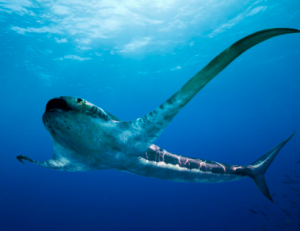 Zzzzz 1775045076aquilolamna — criaturas de la prehistoria option 673