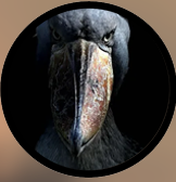 Shoebill — Elysian SMP option 48