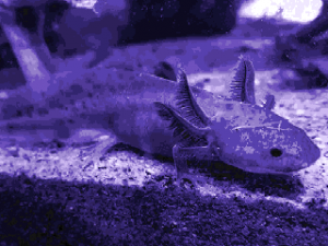 Zzzzz 1699207630axolotl — Ultimate Doom WAD List option 80