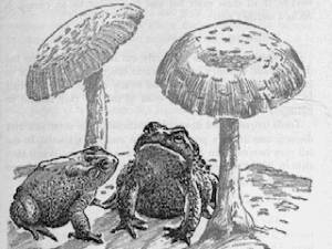 Zzzzz 1699211446frogandtoadtitlepic — Ultimate Doom WAD List option 324