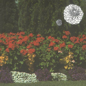 Zzzzz 1699391357annual Flowers — Albums option 95