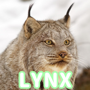 615 Sin Ttulo20231105105534 — Types of Furry ears! option 16