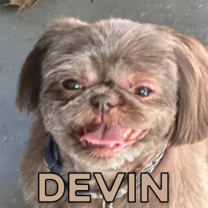 Zzzzz 1753785863devin — VV option 3