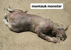 78728b8e E7d4 4774 B1fa 77f205915af5 — Cryptids 101 option 30