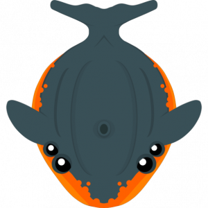 Whale — Roams.io Rares option 43
