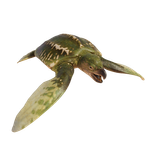 Archelon — Jurassic World Evolution 2 Max Species Release Animation option 10