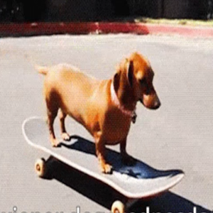 Zzzzz 1786212306wiener Dog Wednesdsay — EarthSOSC's Random Character Voting option 60