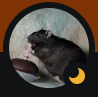 Zzzzz 1726192196rat — Wonders Template option 22