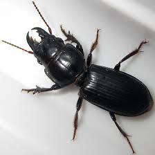 Zzzzz 1714871463img4788 — Beetles option 21