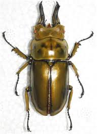 Zzzzz 1714871862img4791 — Beetles option 16