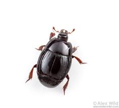 Zzzzz 1714871862img4792 — Beetles option 57